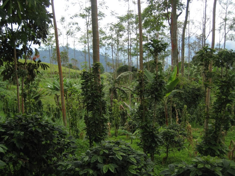 Coffee farm in Colombia