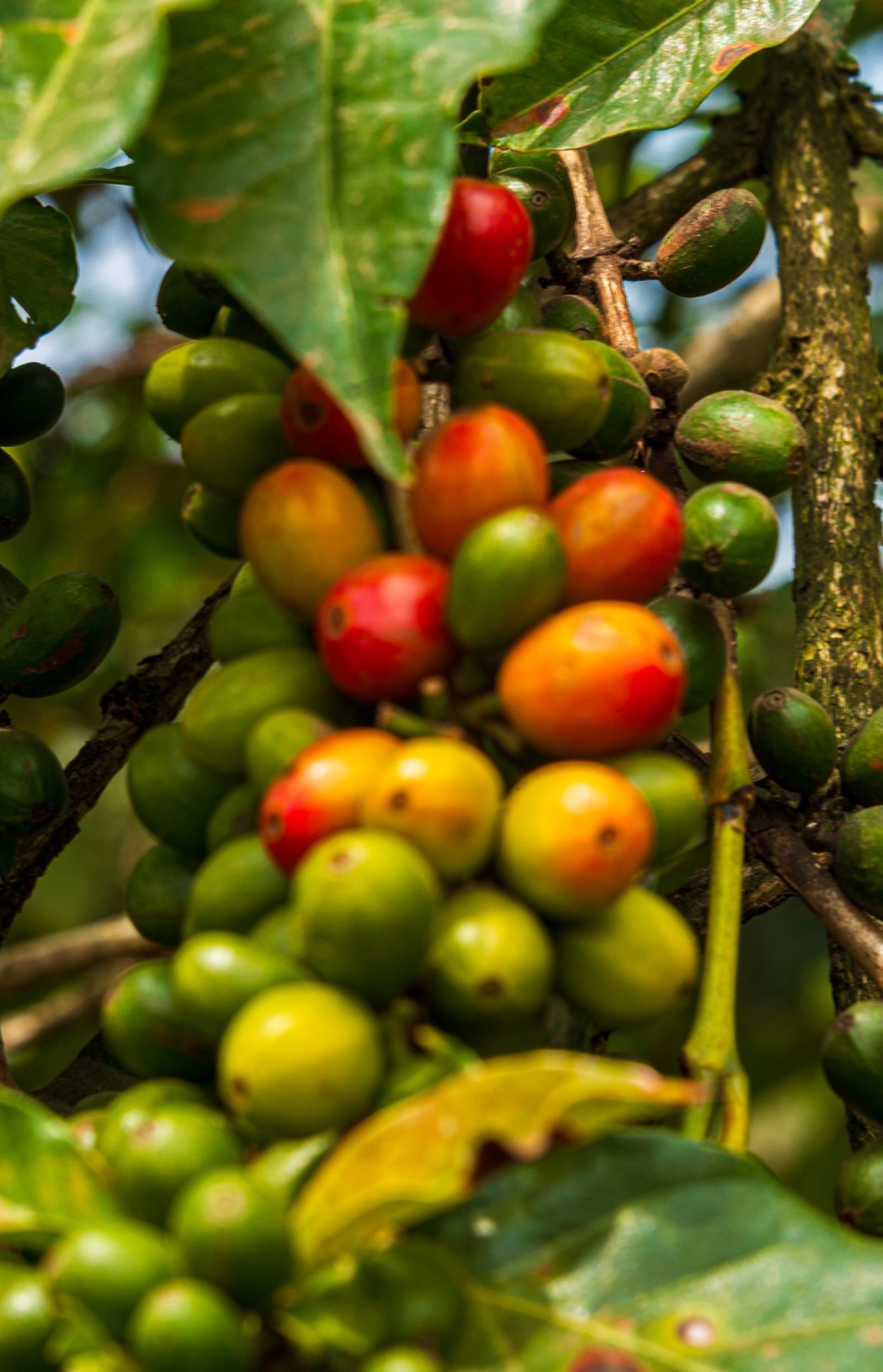 Nucallacta Direct Trade Ecuador