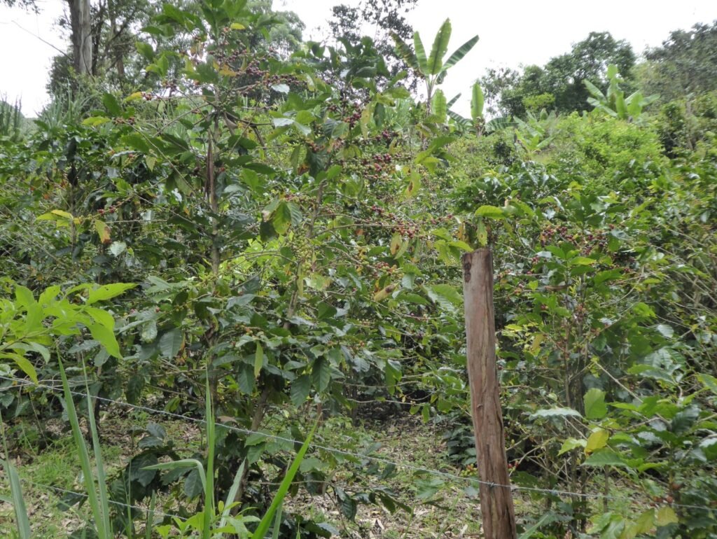 Coffee plantation in Vilcabamba, Ecuador